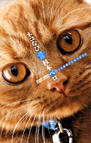 ネコなびファンブック (1巻 全巻)